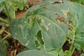 Leafy vegetable leaves` damage from worm Royalty Free Stock Photo