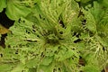 Leafy vegetable leaves` damage from worm Royalty Free Stock Photo