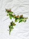 Leafy vegetable - White goose foot. Scientific name Chenopodium album. It is extensively cultivated & north india known as bathua. Royalty Free Stock Photo