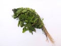 Leafy vegetable - White goose foot. Scientific name - Chenopodium album. Royalty Free Stock Photo