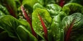 Leafy vegetables with bright red leaves