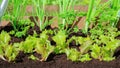 Leafy vegetables grow in a beautiful garden bed. Lettuce, parsley and onions are grown on fertile black soil on a farm that Royalty Free Stock Photo