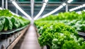 Leafy vegetables are growing in indoor farm