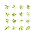 Leafy vegetables Royalty Free Stock Photo