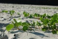 Leafy Green Plant in the Sand Royalty Free Stock Photo