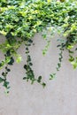 Leafy Vines over Wall