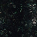 Leafy vines, tangled branches, moody atmospheric lighting. Seamless background. Generated by AI.