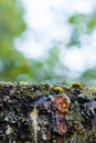 Leaking bright orange color drops of cherry tree injured branch, resin on a dark and moss  tree bark background Royalty Free Stock Photo