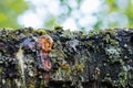 Leaking bright orange color drops of cherry tree injured branch, resin on a dark and moss  tree bark background Royalty Free Stock Photo