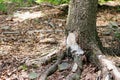 A leaking resin from the trunk of damaged coniferous tree. A day in the forest, in summer. Royalty Free Stock Photo