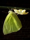 Leamon yellow butterfly Royalty Free Stock Photo