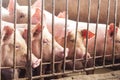 Lean hogs in a farm, closeup