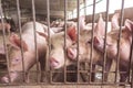 Lean hogs in a farm, closeup