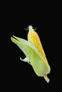 Lean, plump, human, staple food, corn, black background, maize Royalty Free Stock Photo