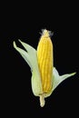 Lean, plump, human, staple food, corn, black background, maize Royalty Free Stock Photo