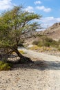 Leaned Acacia tree by the Copper Hike trail, winding gravel dirt road through Wadi Ghargur riverbed, UAE Royalty Free Stock Photo