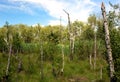 Leaning birches on a forest marsh Royalty Free Stock Photo