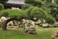 Leaning bonsai tree, Chi Lin Nunnery, Hong Kong Royalty Free Stock Photo