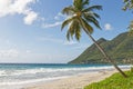 Leaning coconut tree on Diamant beach - Martinique