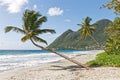 Leaning coconut tree on Diamant beach - Martinique