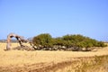 Leaning Eucalyptus Tree. Western Australia Royalty Free Stock Photo