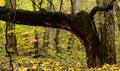 Leaning large brown textured tree trunk in autumn forest with lush yellow foliage