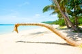 Leaning no head coconut palm tree on the beach Royalty Free Stock Photo