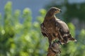 The eagle with long claws and yellow beak Royalty Free Stock Photo