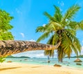 Leaning palm tree in Anse Boudin beach Royalty Free Stock Photo