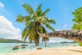 Leaning palm tree in Anse Boudin beach Royalty Free Stock Photo