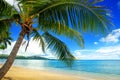 Leaning palm tree at the beach, Nananu-i-Ra island, Fiji Royalty Free Stock Photo