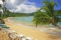 Leaning palm tree at Rincon beach, Samana peninsula Royalty Free Stock Photo