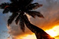 Leaning palm tree at sunrise in Lavena village on Taveuni Island Royalty Free Stock Photo