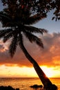 Leaning palm tree at sunrise in Lavena village on Taveuni Island, Fiji Royalty Free Stock Photo