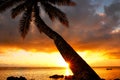 Leaning palm tree at sunrise in Lavena village on Taveuni Island Royalty Free Stock Photo