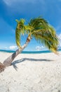 Leaning palm tree on tropical beach Royalty Free Stock Photo