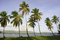 Leaning palm trees at Las Galeras beach, Samana peninsula Royalty Free Stock Photo