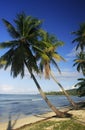 Leaning palm trees at Las Galeras beach, Samana peninsula Royalty Free Stock Photo