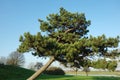 Leaning Pine Tree