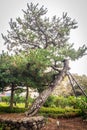 Leaning pine tree in Jeju Mokgwana, the oldest remaining building in Jeju for former central government office where the Joseon P