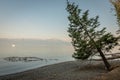 Leaning pine tree, Lake Ohrid, Macedonia