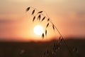 Leaning silhouette of oats plant on the background of yellow sun Royalty Free Stock Photo