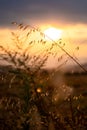 Leaning silhouette of oats plant on the background of yellow sunset sun, yellow sky and blurred background Royalty Free Stock Photo