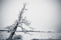 Leaning snow covered tree Royalty Free Stock Photo