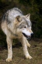 Leaning Timber Wolf (Canis lupus) Royalty Free Stock Photo