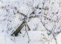 Leaning tree covered with snow in winter forest in Siberia, Russia Royalty Free Stock Photo