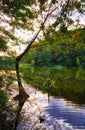 Leaning tree in the forest lake Royalty Free Stock Photo