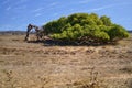 Leaning tree at Geralton Western Australia