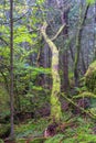 Leaning tree in an old growth forest Royalty Free Stock Photo