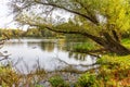 Leaning tree over a lake at Eijsder Beemden Nature Reserve Royalty Free Stock Photo